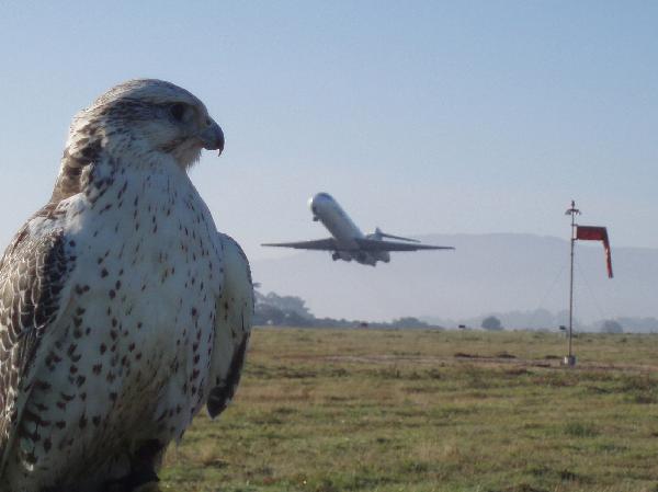 Servicio de control de aves en un aeropuerto