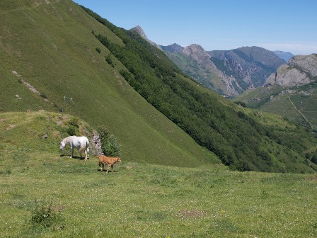 ASTURIAS PAISAJE CABALLOS