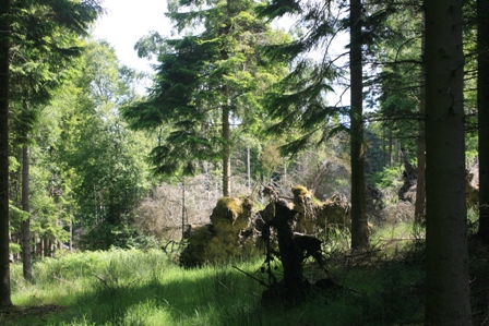 BRETANNABOSQUE DE MERLI 2N