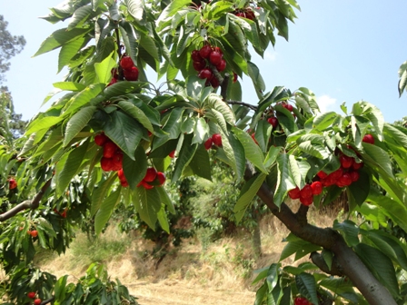 Ceezas de las Calderechas.