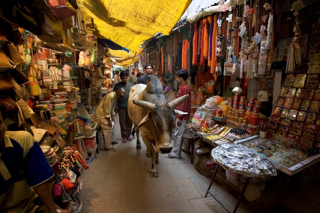 Una vaca sagrada se pasea por el mercado ante la mirada respetuosa de los comerciantes y viandantes.