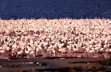 KENIA FlamingosLakeNakuru