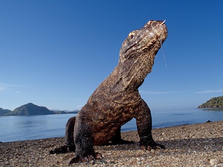 KOMODO 2