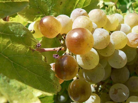 RUEDA UVAS verdejo_2