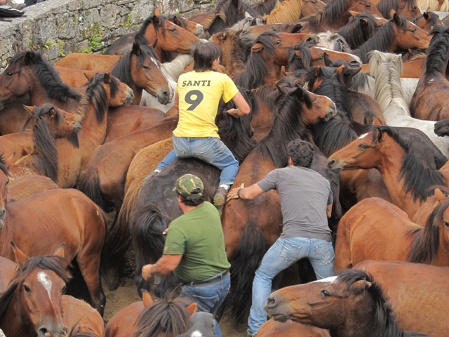 Rapa das Bestas de Sabucedo 2