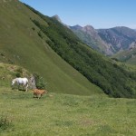 En Somiedo, Asturias, tras las huellas del oso