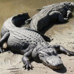 Everglades, el inquietante mundo de los pantanos