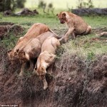 Kenya: Una tierna historia de amor animal