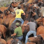 Rapa das Bestas de Sabucedo (La Estrada, Pontevedra)