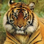 India:Objetivo, salvar al tigre